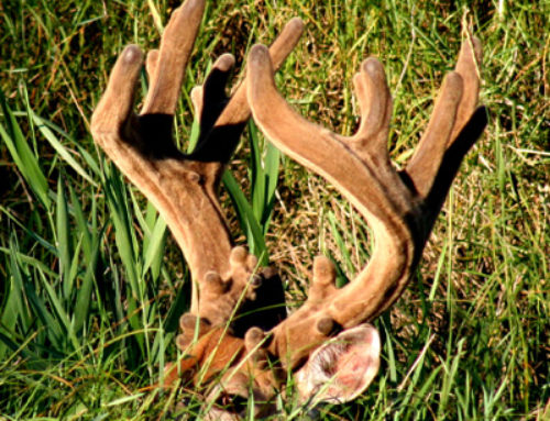 How Velvet Deer Antlers Grow