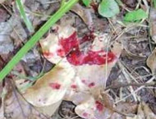 15 Blood-Trailing Tips For Deer Hunters