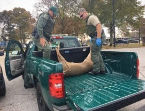 Update: Should You Eat a Deer with CWD?