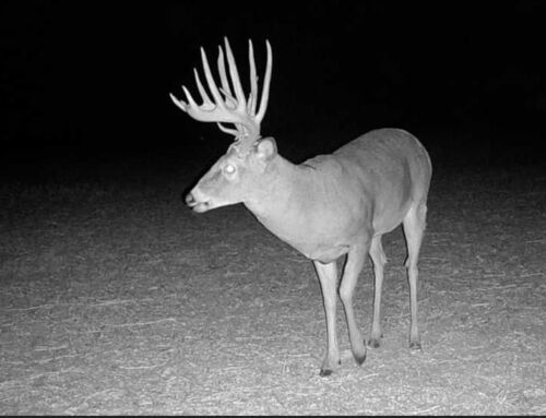 Tips to Find a Big Deer for the Bow Opener
