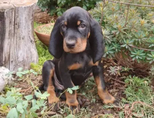 The Rescue: Bowhunter Saves Puppy