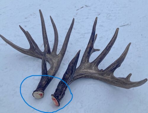 How Shed Antlers Tell the Health of Bucks