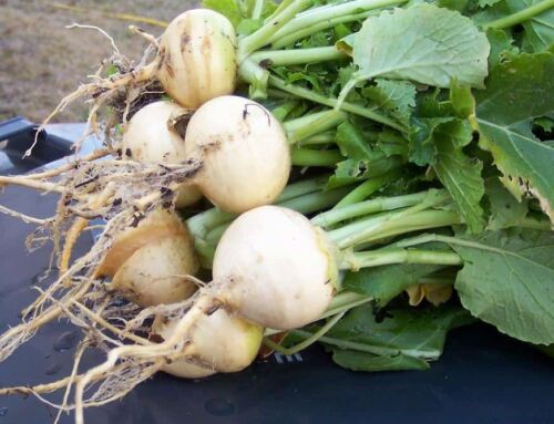 Turnip Food Plots for Deer